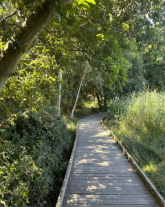 Boardwalk on Brownsea Island